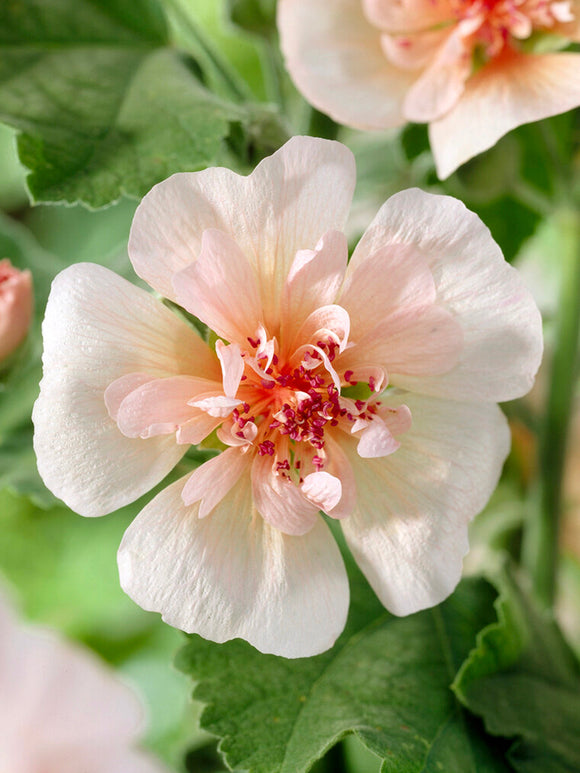 Alcea Park Frieden (Rose trémière) Racines nues