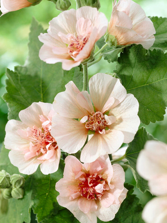 Alcea Park Frieden (Rose trémière)