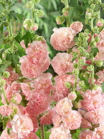 Alcea Peaches and Dreams (Rose trémière)