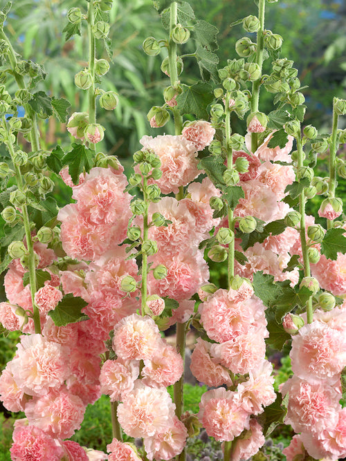 Alcea Peaches and Dreams (Rose trémière)