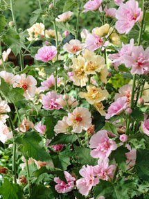 Mélange de Roses trémières simples (Alcea rosea)