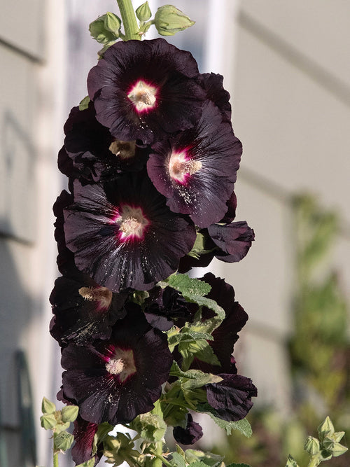 Alcea rosea Nigra (Rose trémière)