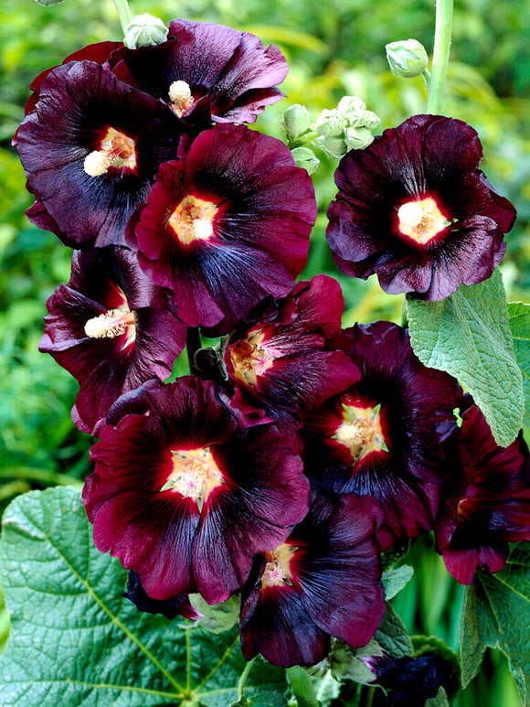 Alcea rosea Nigra Rose trémière