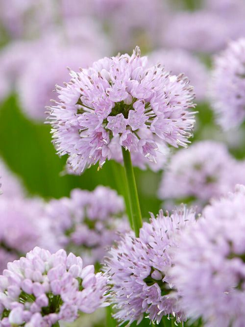 Allium Summer Beauty Ail d'ornement