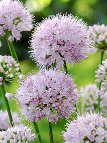 Allium Summer Beauty (Ail d'ornement)