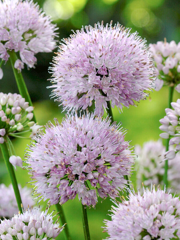 Allium Summer Beauty