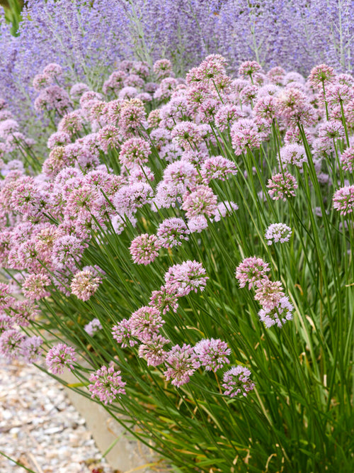 Acheter Allium Summer Beauty