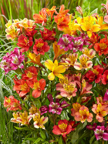 Alstroemeria Majestic mélange (Lis des Incas)