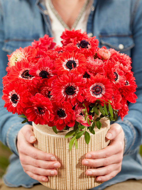 Anemone Fullstar Red