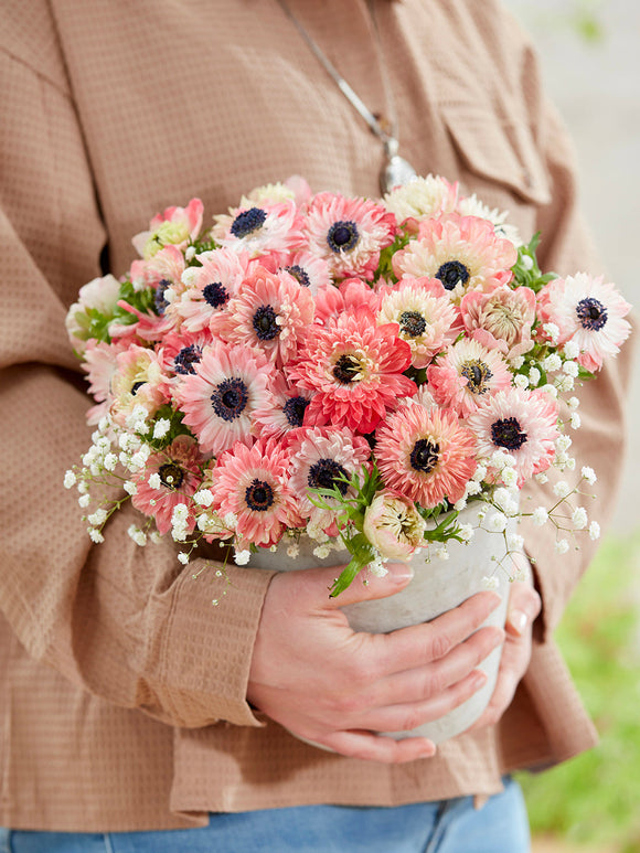 Anemone Fullstar Strawberry