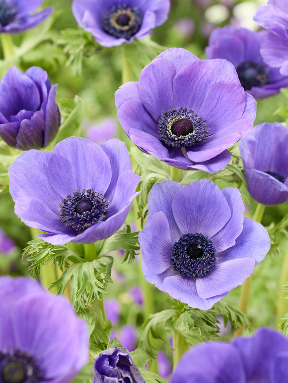 Buy Anemone Galilee Blue