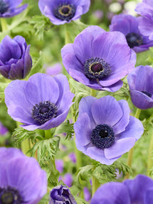 Anemone Galilee Bleu