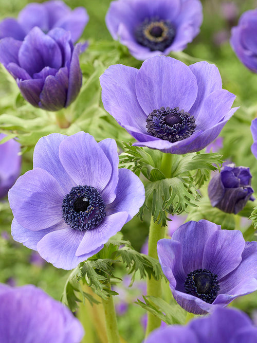 Anemone Galilee Blue, shipping to UK in Spring