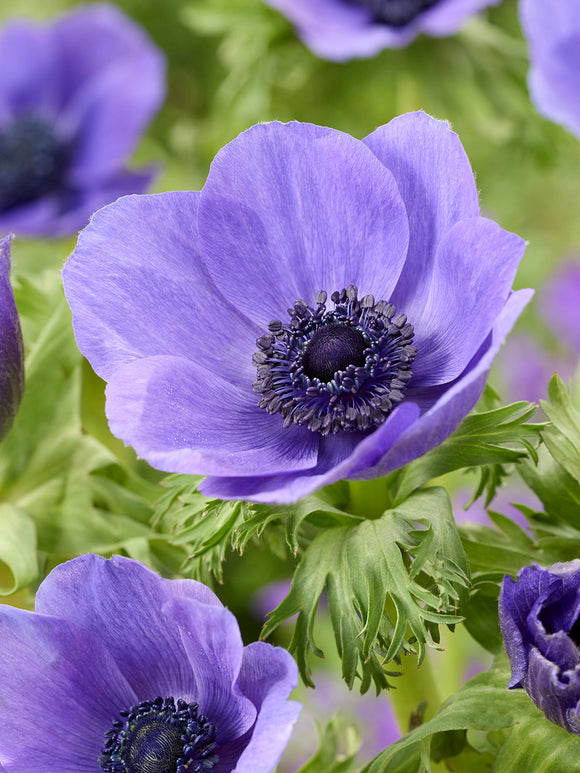 Anemone Galilee Blue