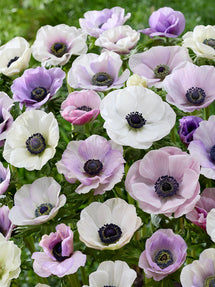 Anemone Galilee Pastel Mélange