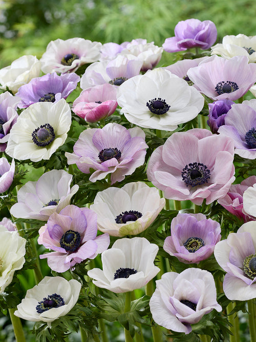 Buy Anemone Galilee Pastel Mix