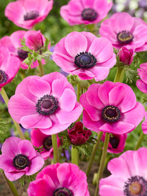 Anemone Galilee Rose