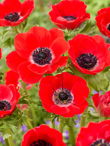 Anemone Galilee Rouge