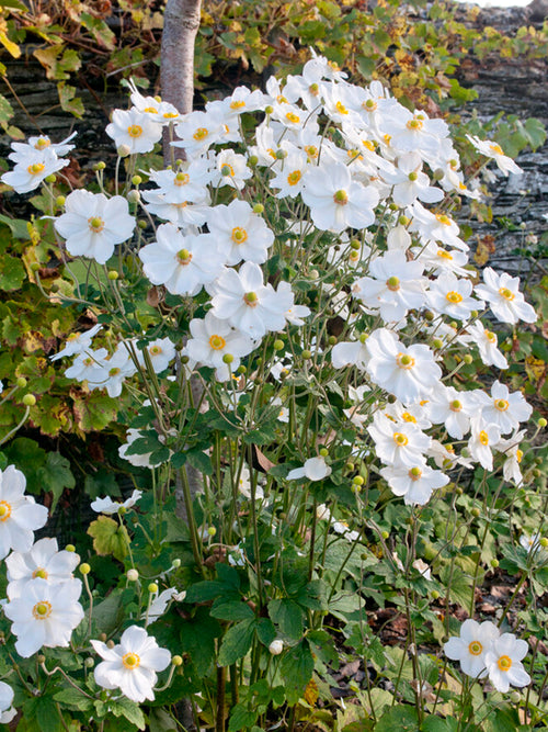 Anémone du Japon Honorine Jobert plantes