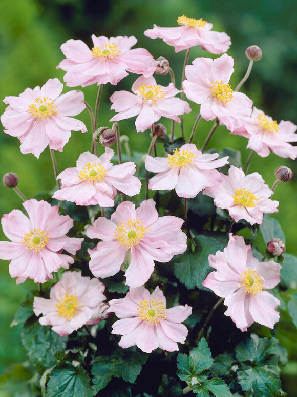 Anémone du Japon 'Queen Charlotte' pour la plantation de printemps