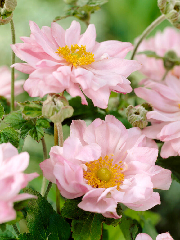 Anémone du Japon Queen Charlotte plantes