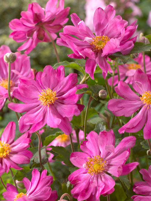 Anemone du Japon Prinz Heinrich