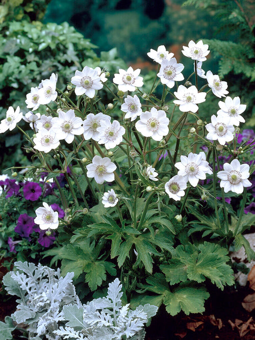 Acheter Anemone Leveillei racines nues