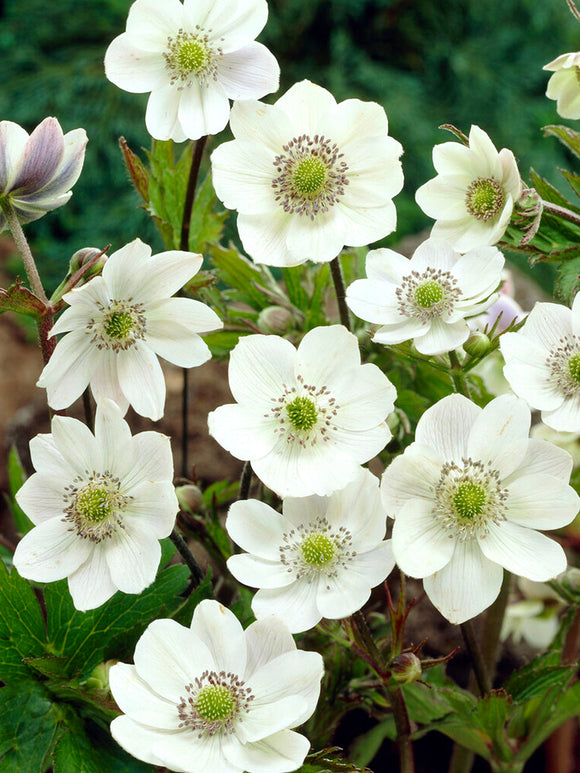 Anemone Leveillei fleur racines nues