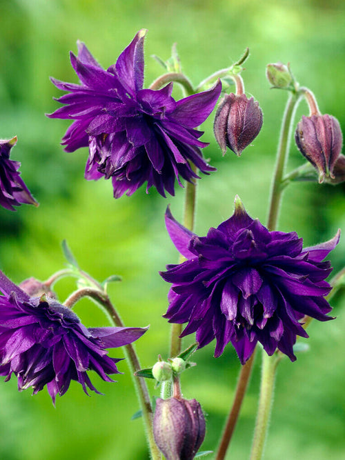 Achetez des racines nues de Columbine Blue Barlow (Aquilegia)