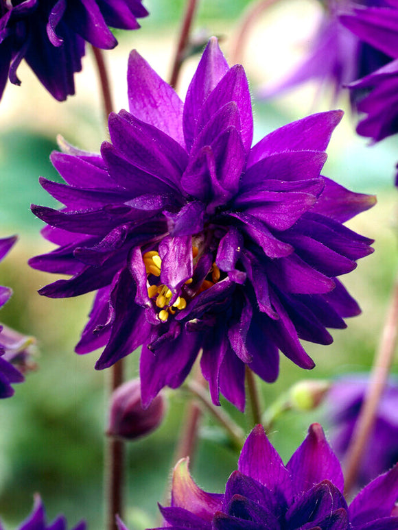 Ancolie Blue Barlow (Aquilegia)