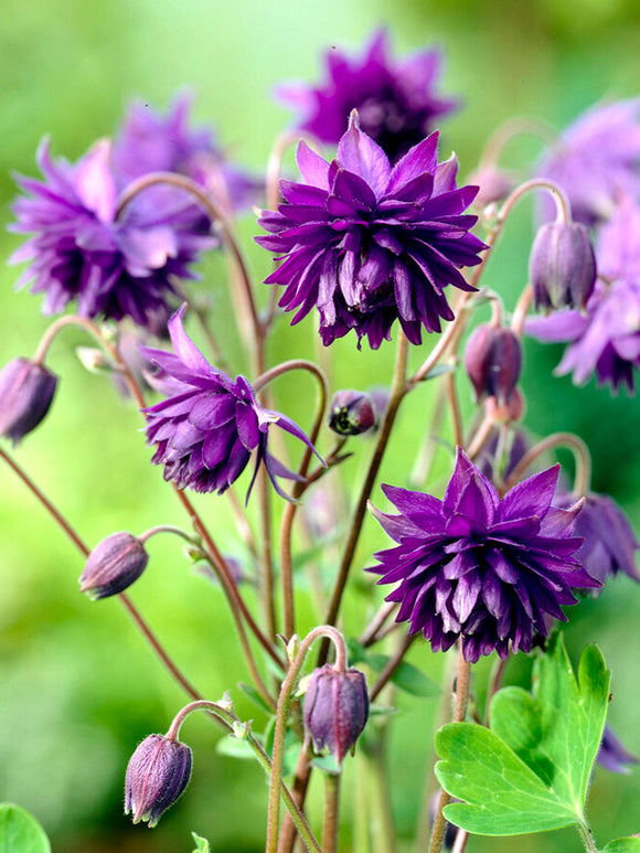 Ancolie Blue Barlow (Aquilegia)