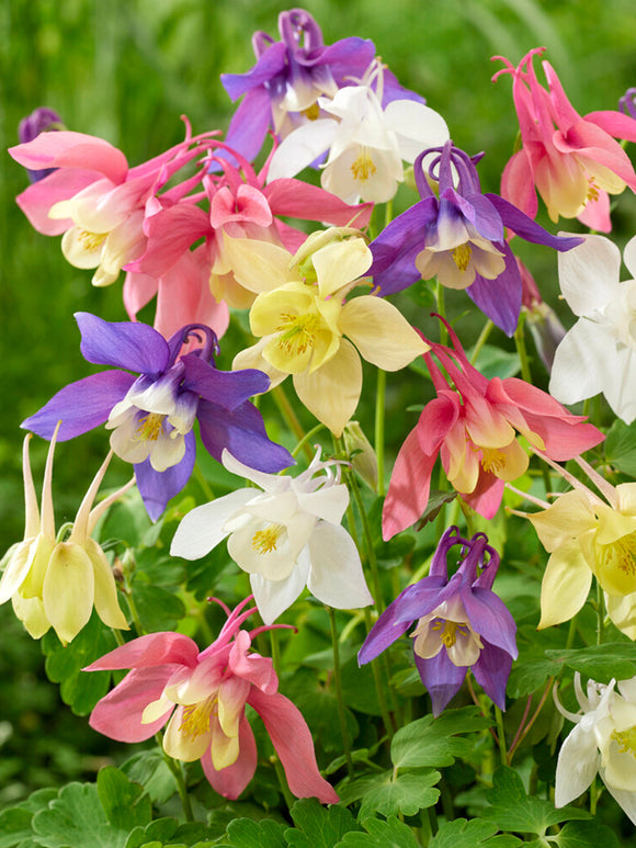 Ancolie McKana Hybrids Mix (Aquilegia) - mélange de racines nues pour plantation printanière