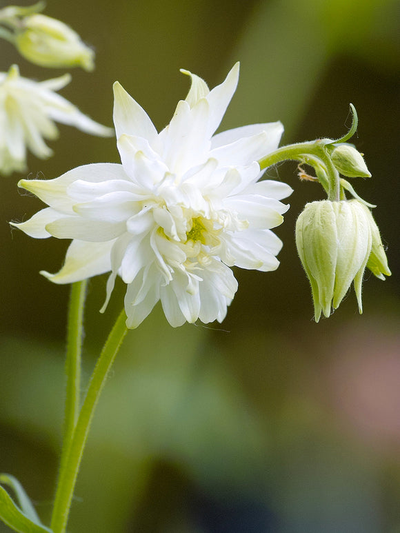 Ancolie White Barlow (Aquilegia)