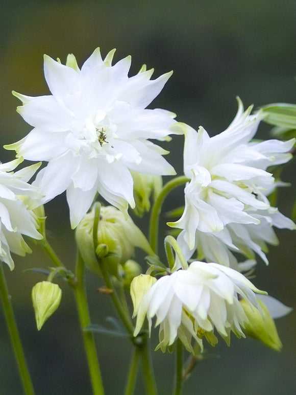 Ancolie blanche à racines nues - Ancolie White Barlow (Aquilegia)