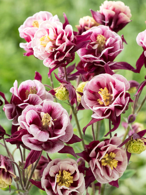 Ancolie Winky Red and White (Aquilegia)