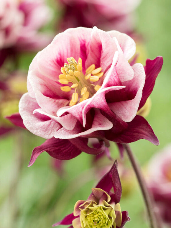 Ancolie Winky rouge et blanche (Aquilegia) à racines nues