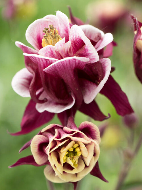 Achetez l'ancolie Winky Red and White (Aquilegia) pour la plantation printanière