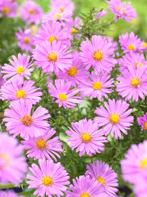 Aster Alice Haslam (Reine-Marguerite)