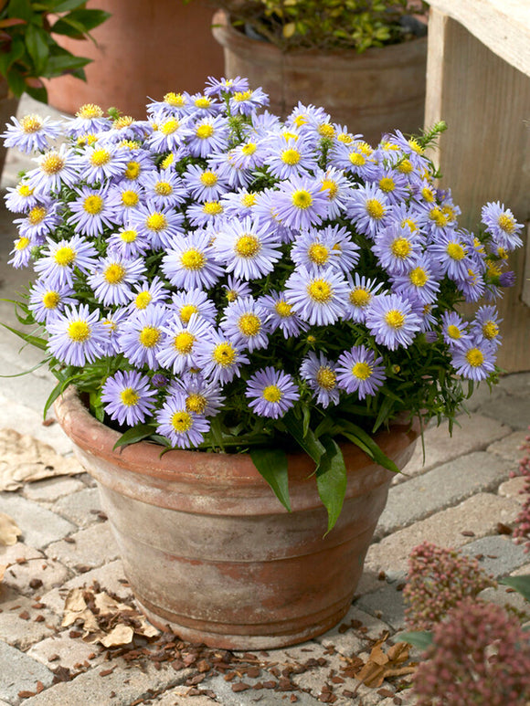 Aster 'Lady in Blue' racines nues, Livraison en France