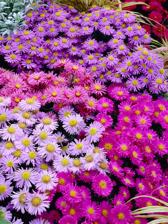 Achetez le mélange Aster Pastel à racines nues pour la plantation de printemps