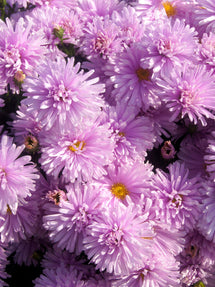 Aster novi-belgii Fellowship (Reine-Marguerite)