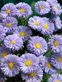 Aster novi-belgii Marie Ballard (Reine-Marguerite)