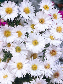 Aster novi-belgii White Ladies (Reine-Marguerite)