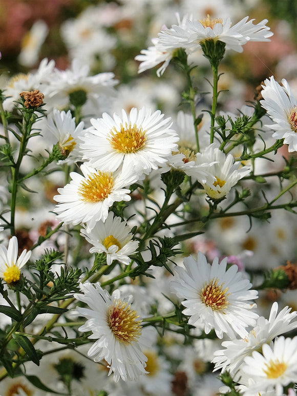 acheter Aster novi-belgii White Ladies racines nues