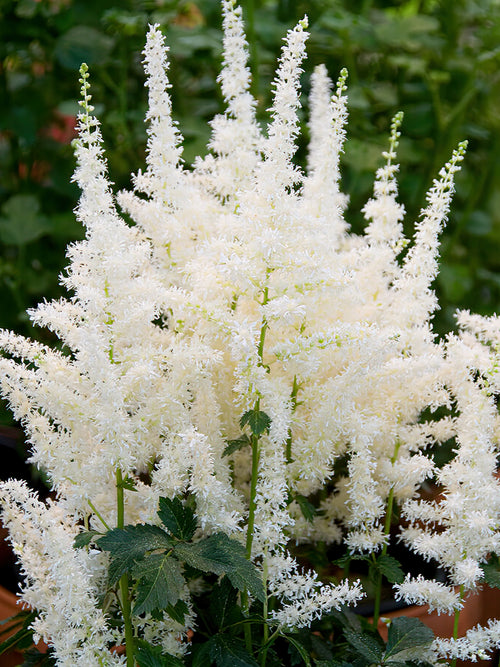 Acheter Astilbe (Fausse spirée) Close Harmony