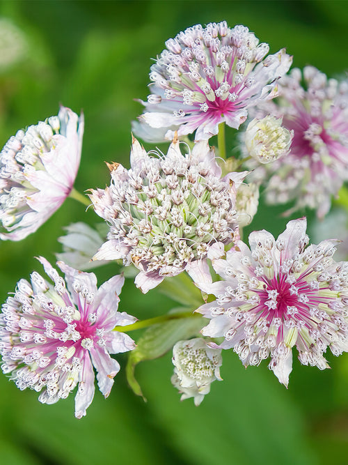 Acheter Astrantia Superstar