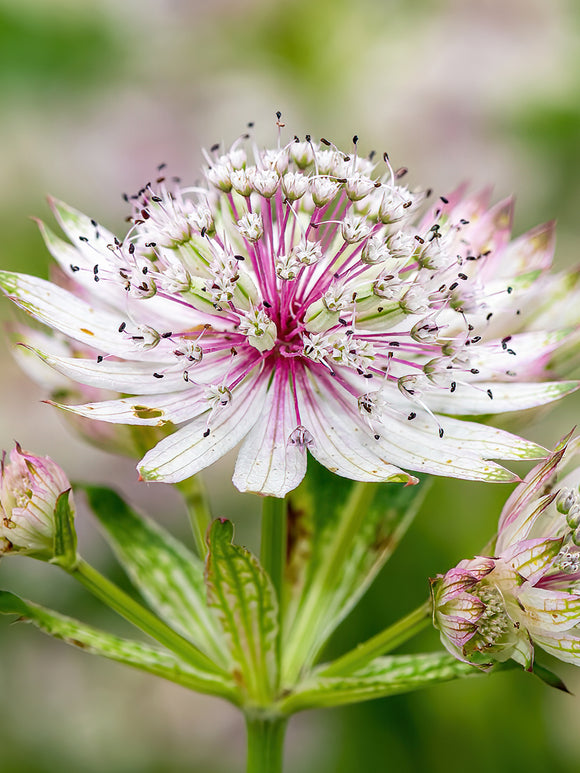 Astrantia Superstar Astrance