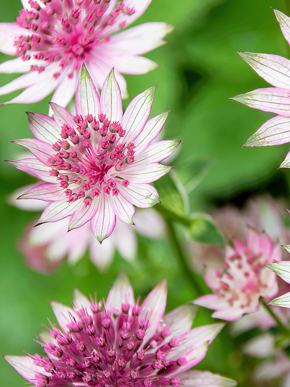 Astrance (Astrantia) | racines nues