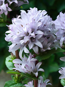 Campanule agglomérée Emerald