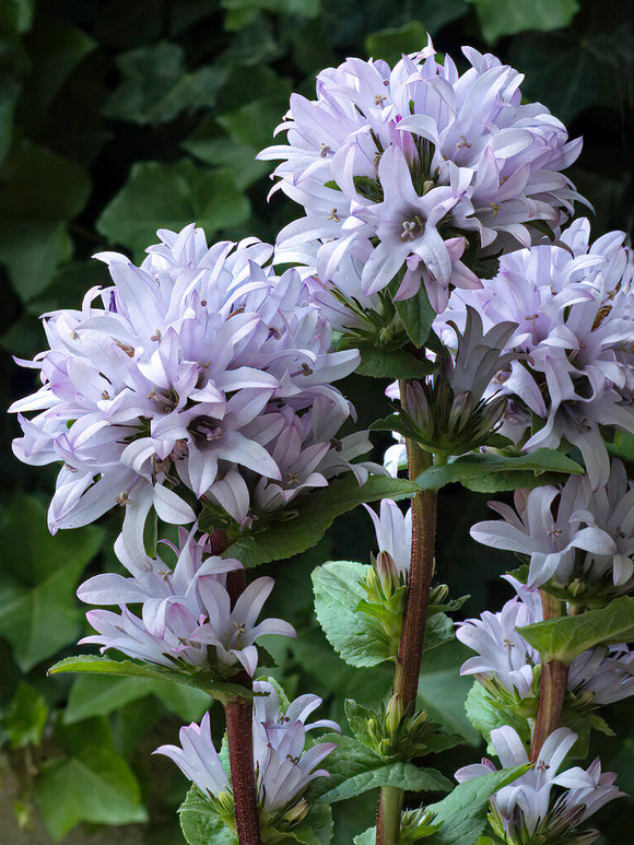 Campanule glomerata Emerald plantes